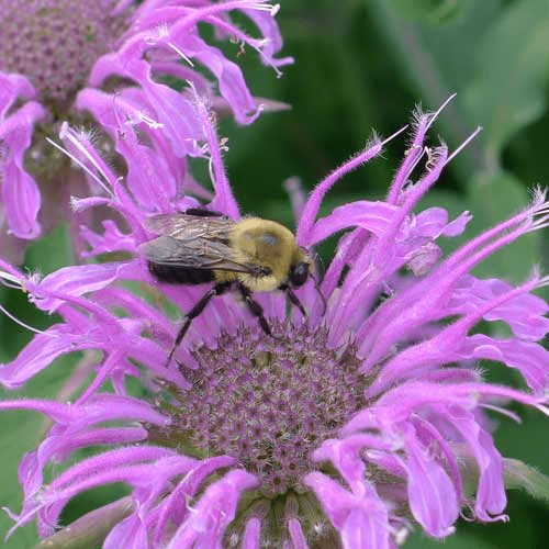 Des images de diff�rentes plantes